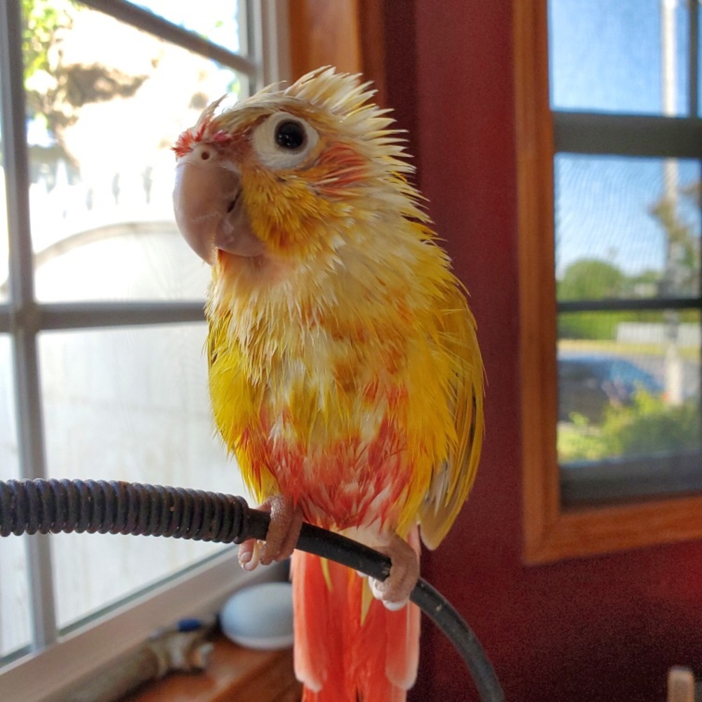 Meet your Posher, Don